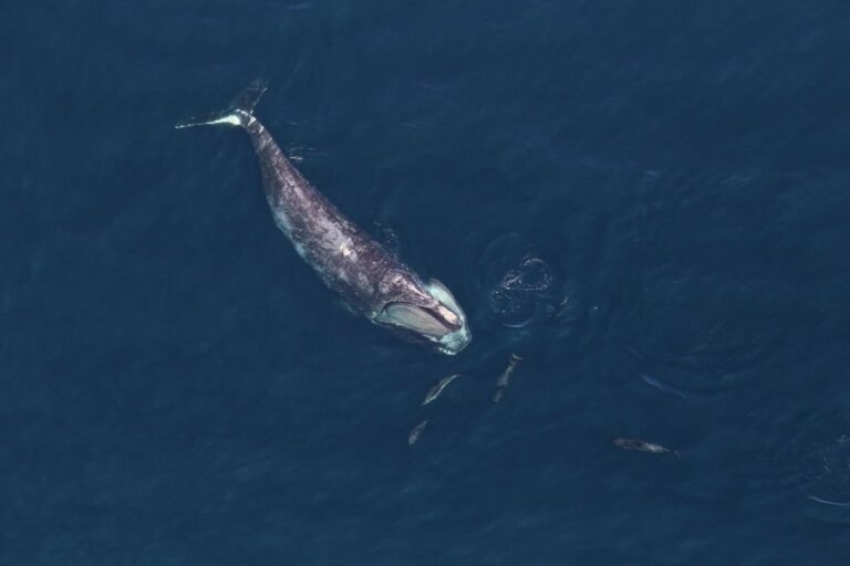 Speed Limits for Ships Protect Endangered Right Whales From Vessel Strikes. Could the Animals Survive Without Them?